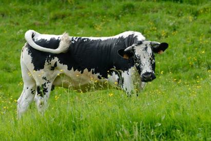 vaches vosgiennes